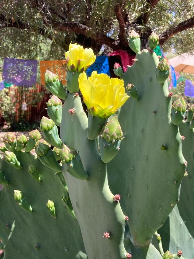 Casa Azul - Cute Centrally Located Adobe With Large Fenced Outdoor Living For Pets And Adults, Non-Smoking Tucson Extérieur photo